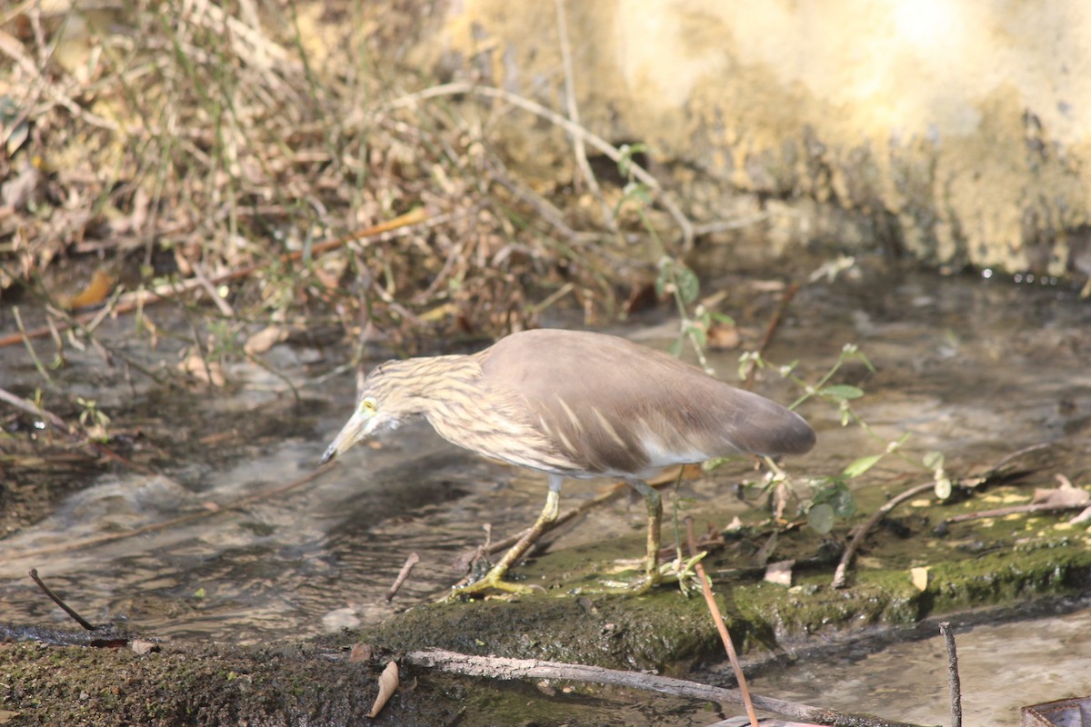 Индийская прудовая цапля - ML647272441