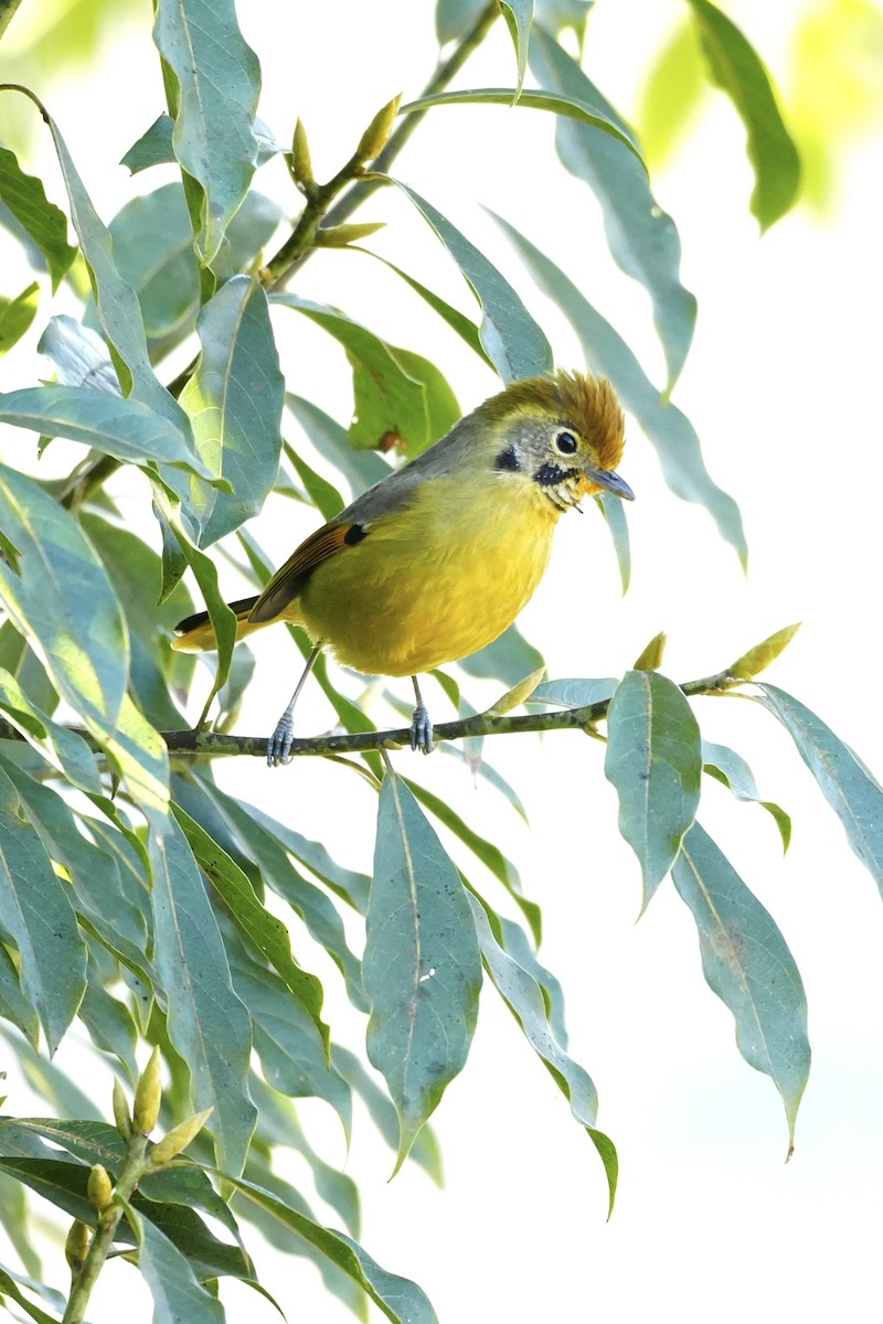 Рыжекрылый шива - ML647272442