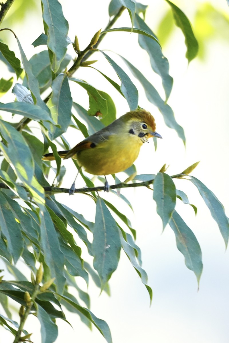 Рыжекрылый шива - ML647272443