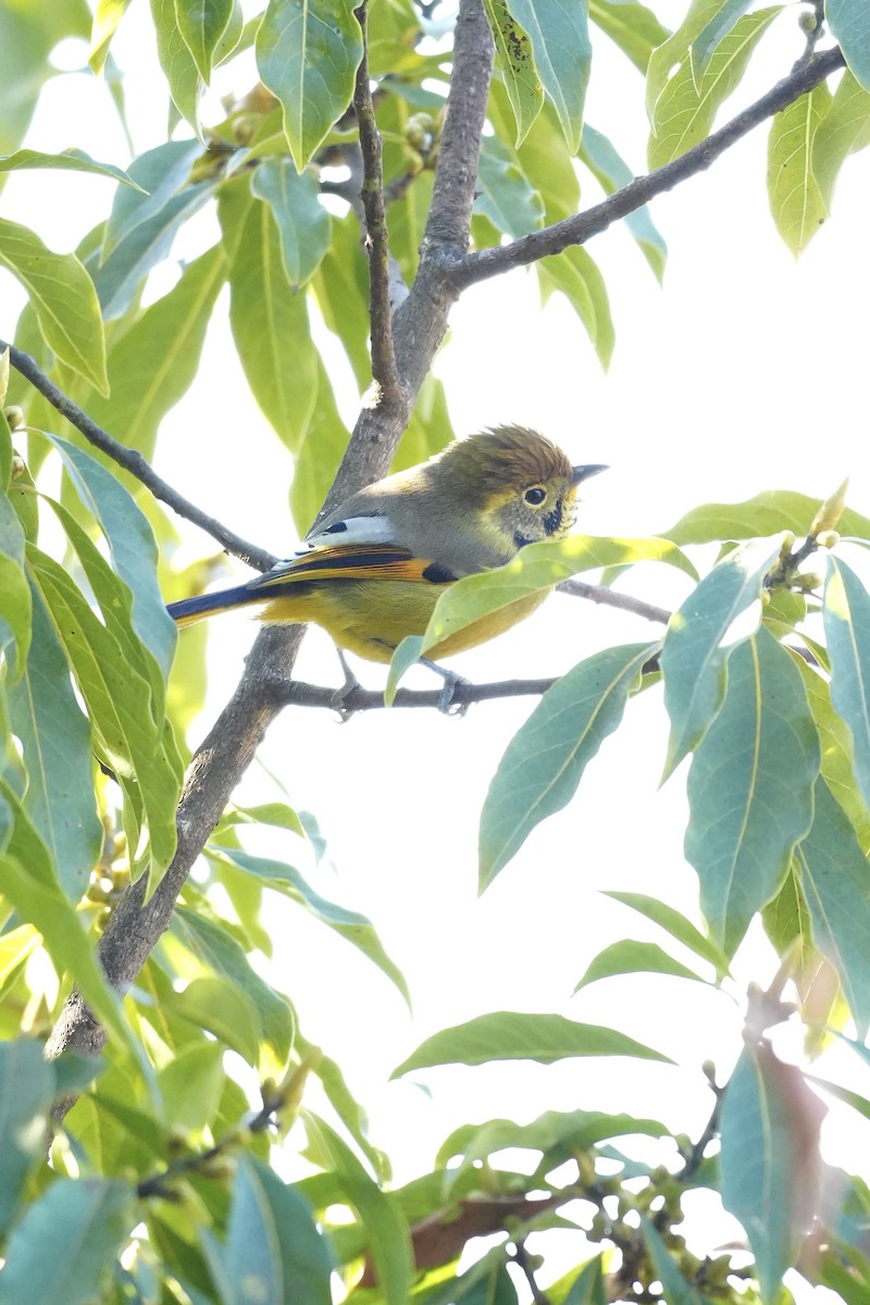 Рыжекрылый шива - ML647272444