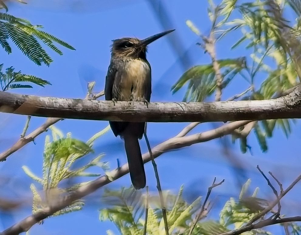 Трёхпалая якамара - ML647272446