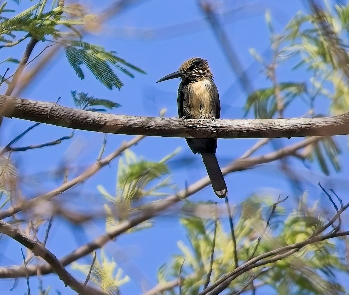 Трёхпалая якамара - ML647272447