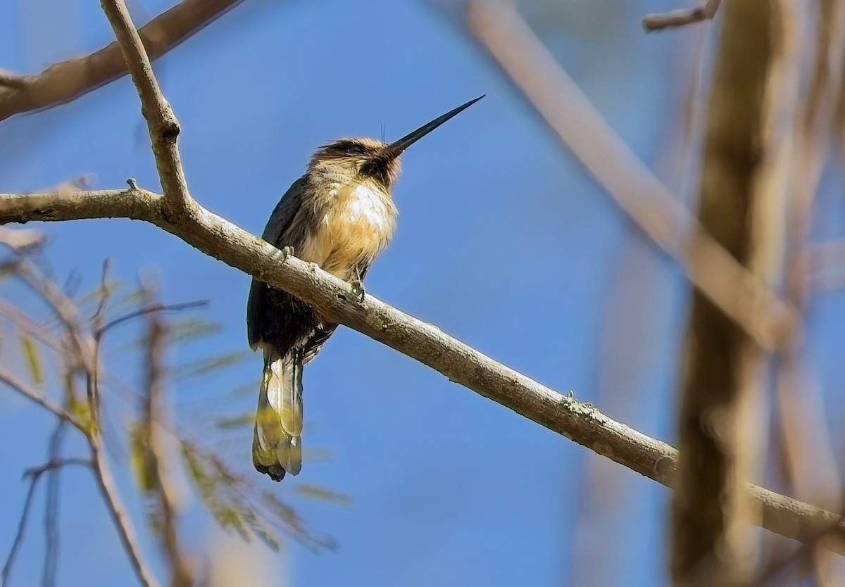 Трёхпалая якамара - ML647272448