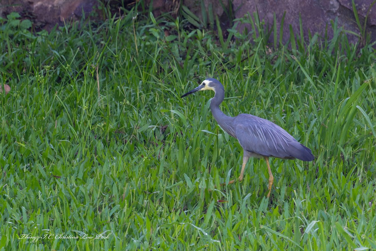 Белолицая цапля - ML647272449