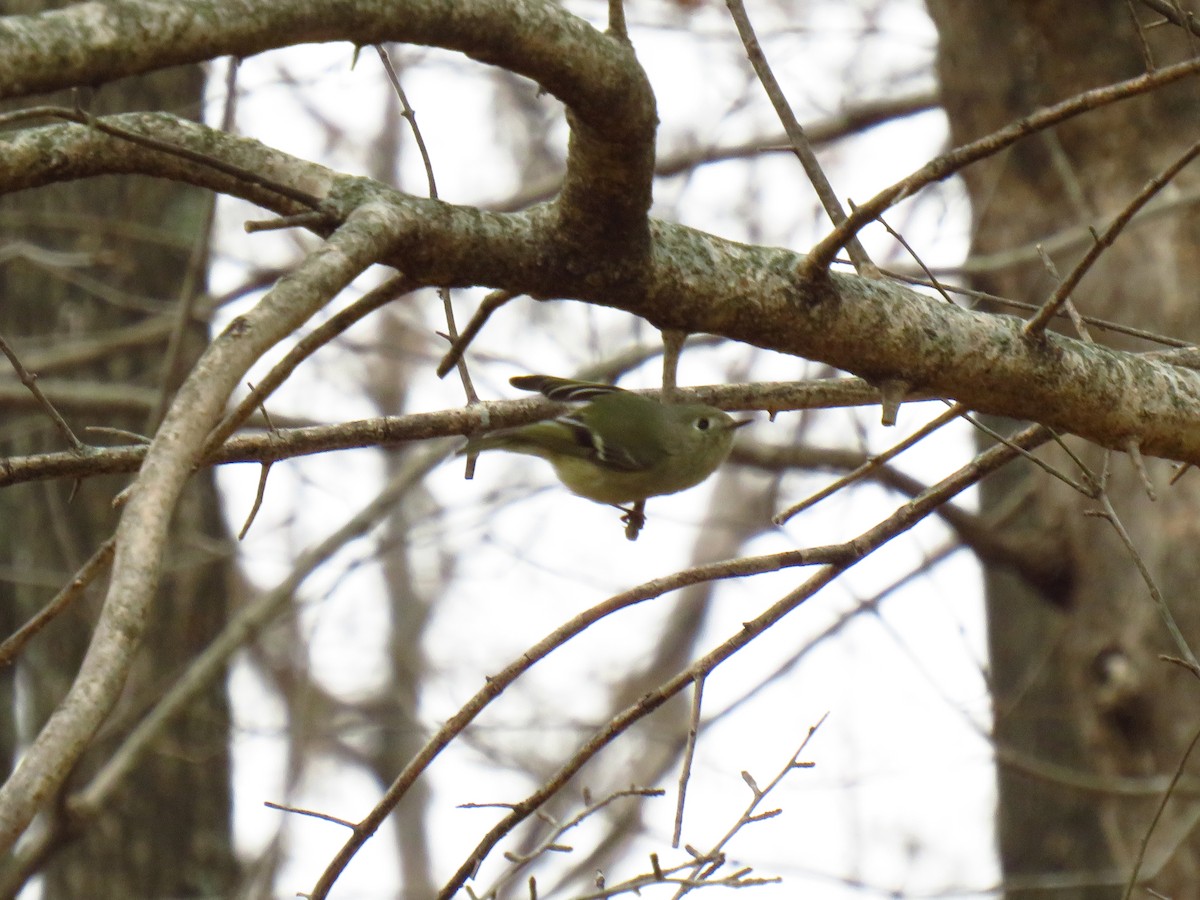 Ruby-crowned Kinglet - ML647272450
