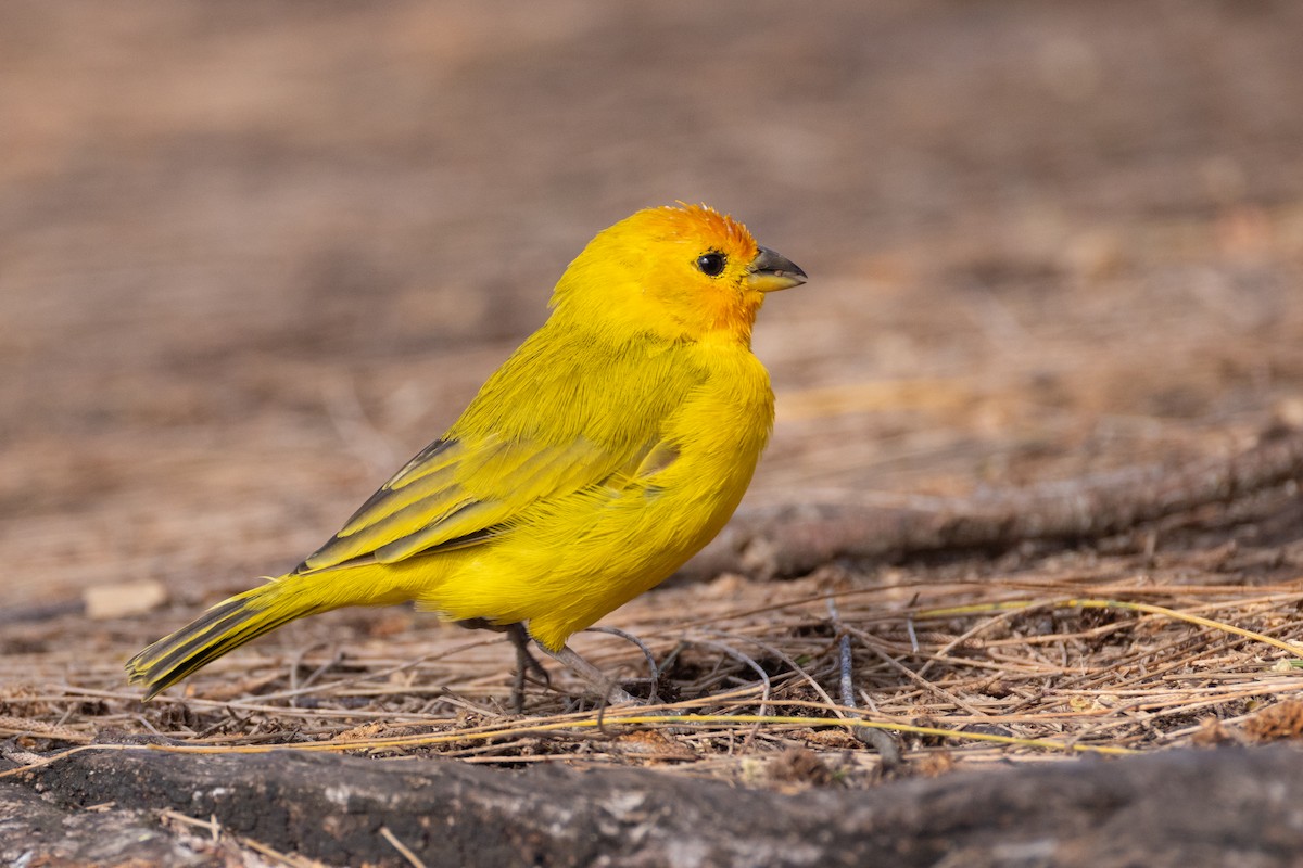 Шафрановый зерноед - ML647272451