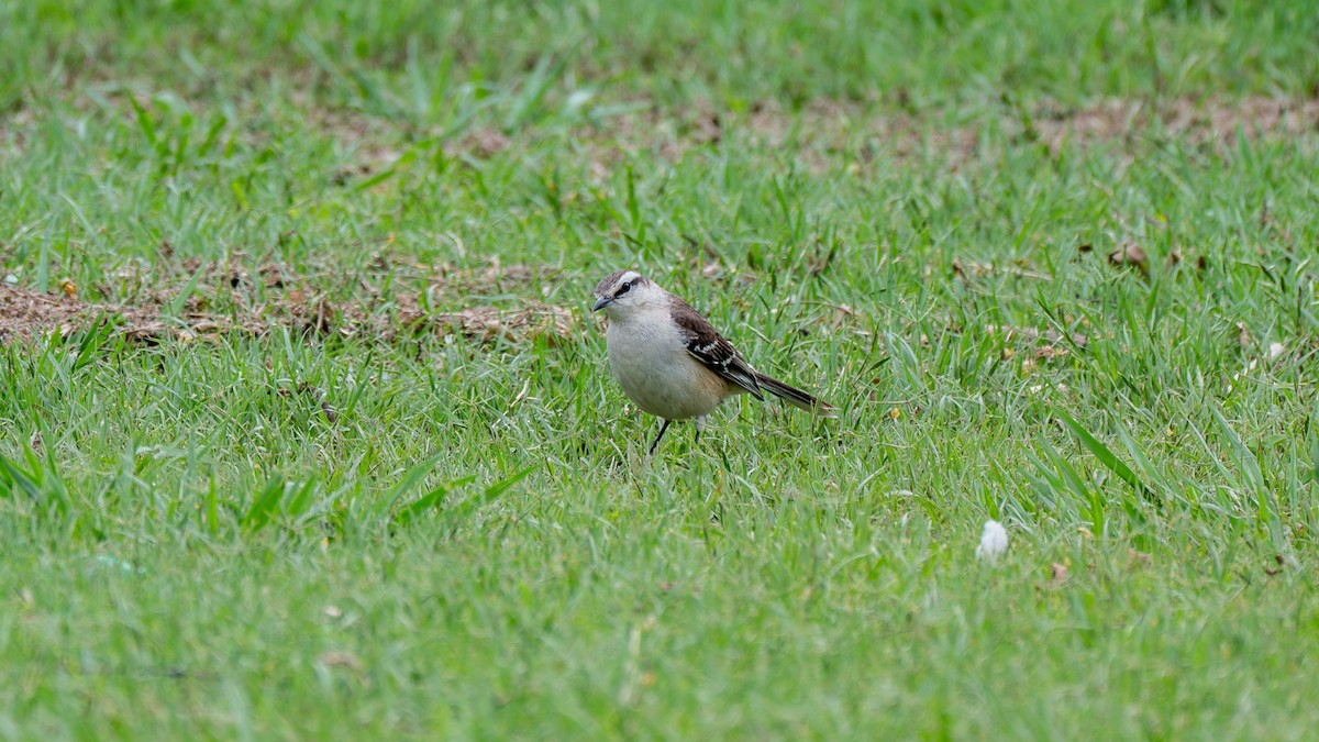 Белобровый пересмешник - ML647272453