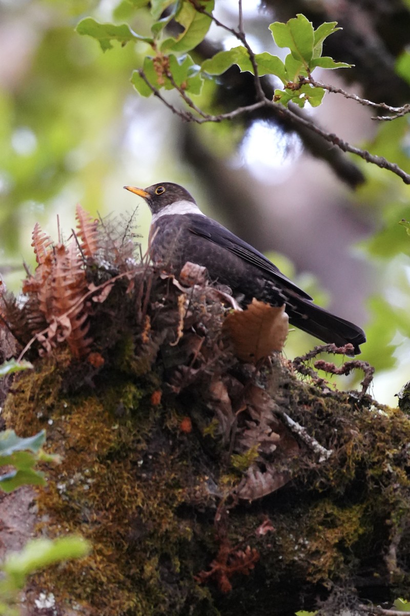 Ошейниковый дрозд - ML647272455