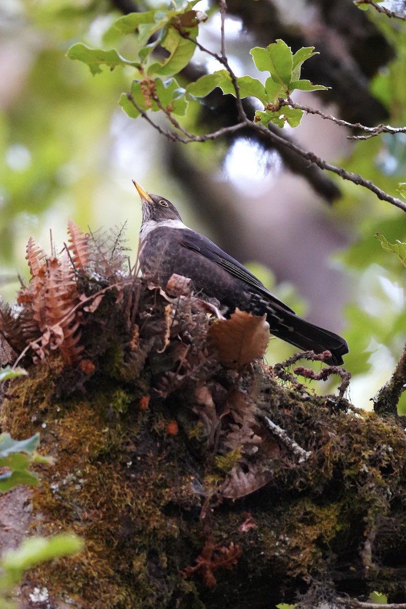 Ошейниковый дрозд - ML647272456