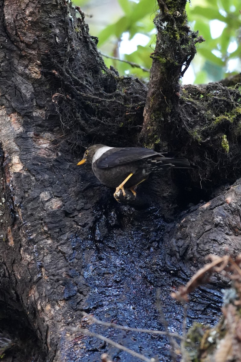 Ошейниковый дрозд - ML647272457