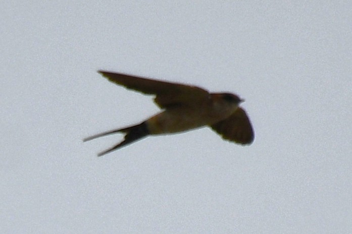 Восточная рыжепоясничная ласточка - ML647272458