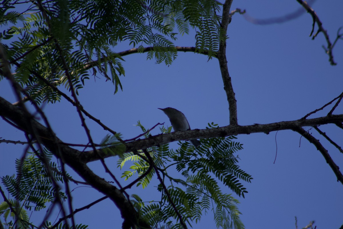 Голубая комароловка - ML647272461