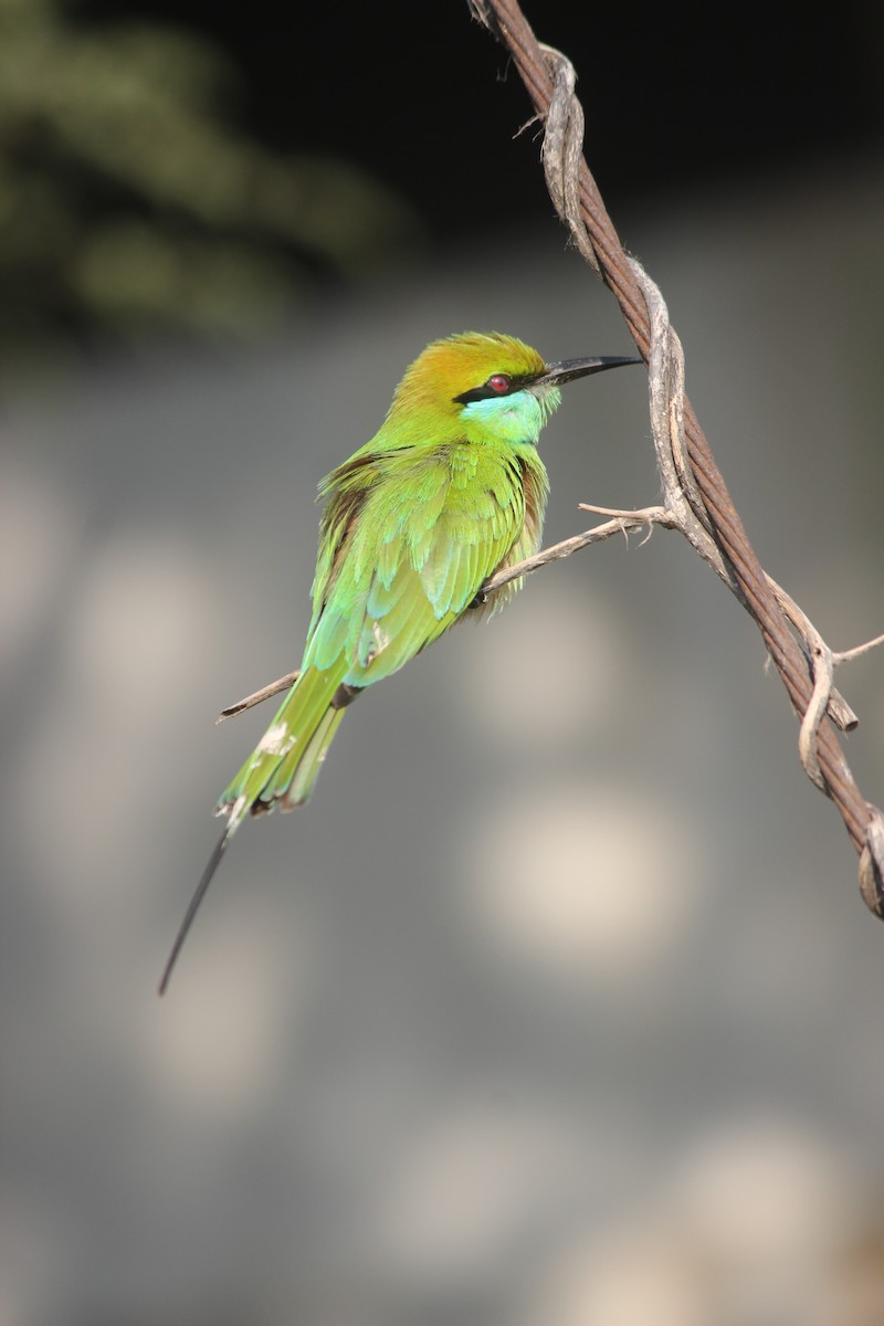 Asian Green Bee-eater - ML647272463