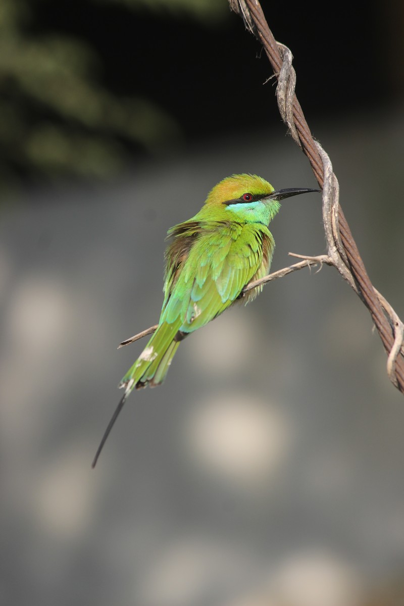 Asian Green Bee-eater - ML647272464
