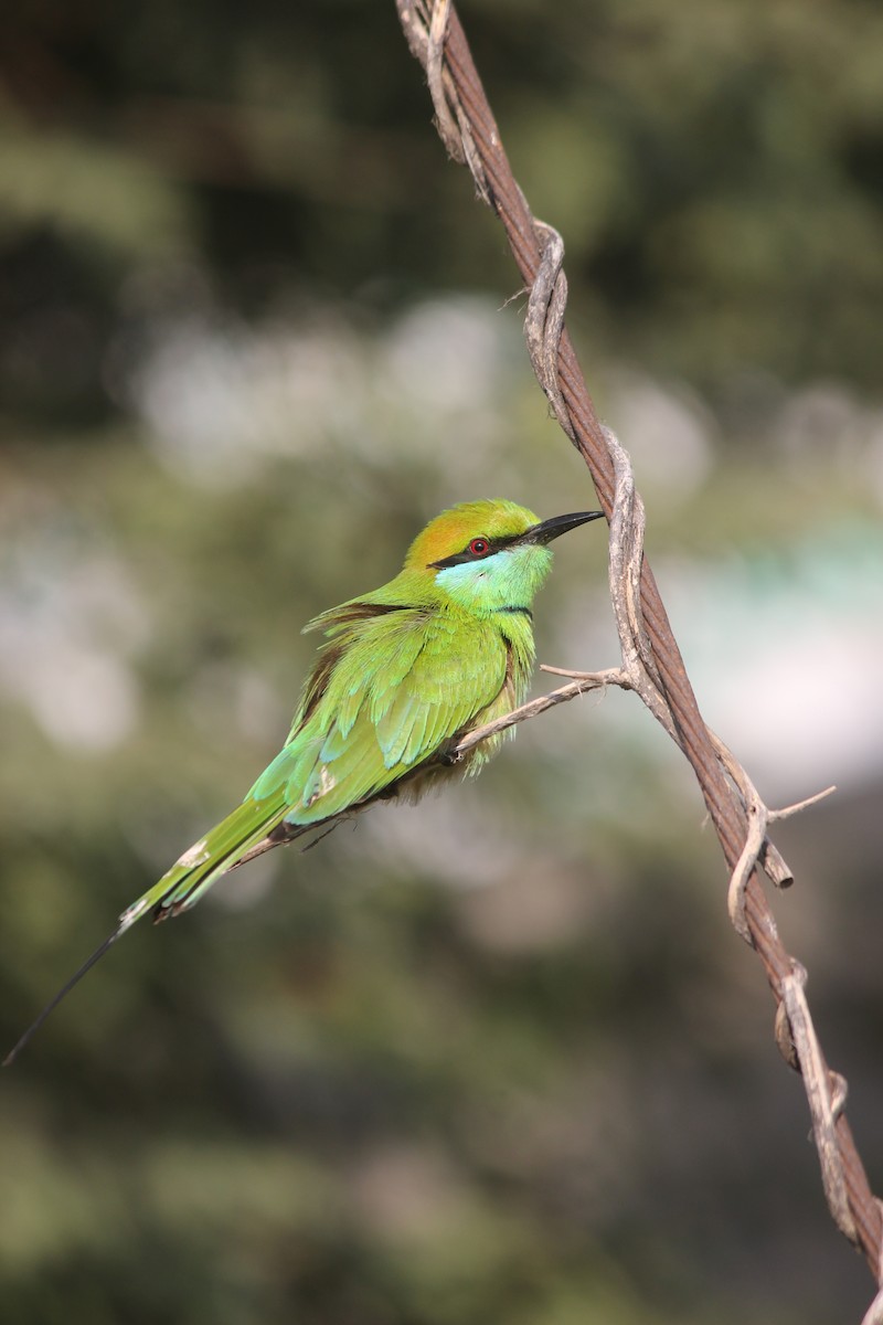 Asian Green Bee-eater - ML647272465