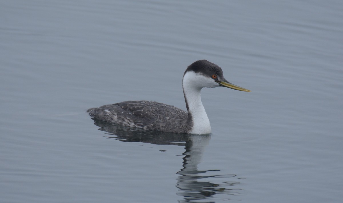 Западная поганка - ML647272466