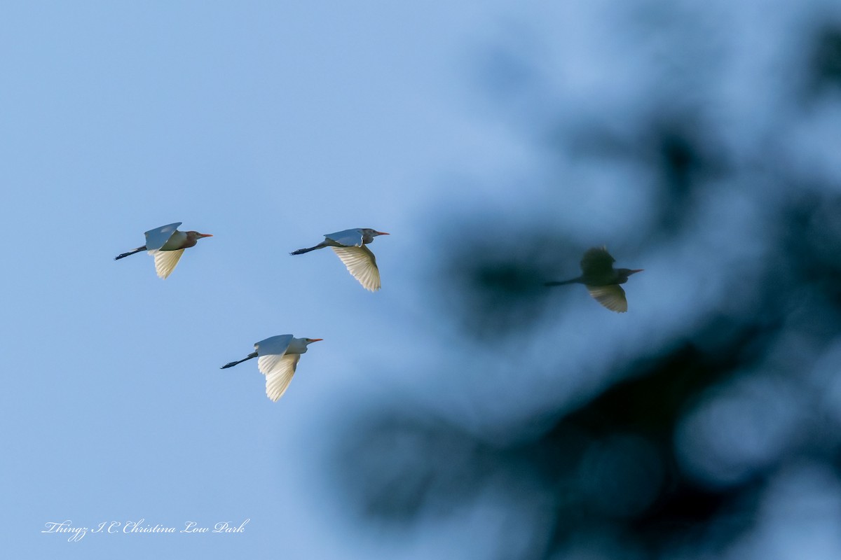 Восточная египетская цапля - ML647272467