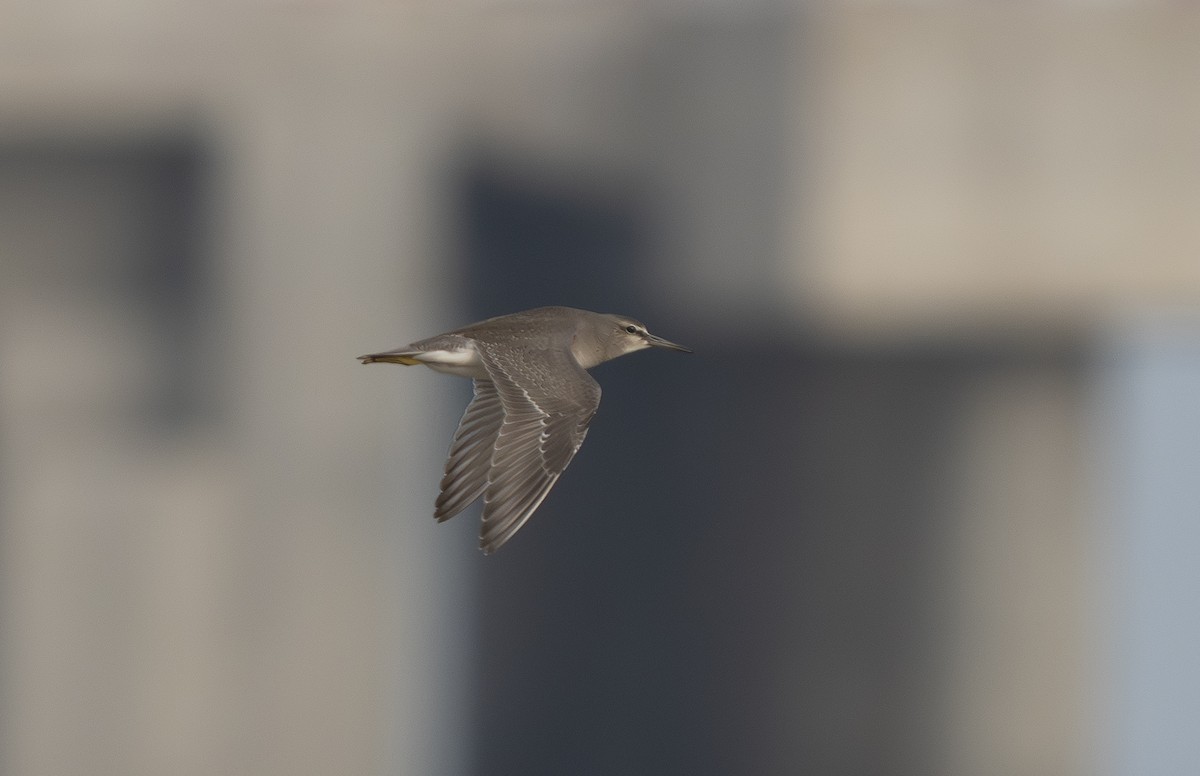 Chevalier de Sibérie - ML647272480