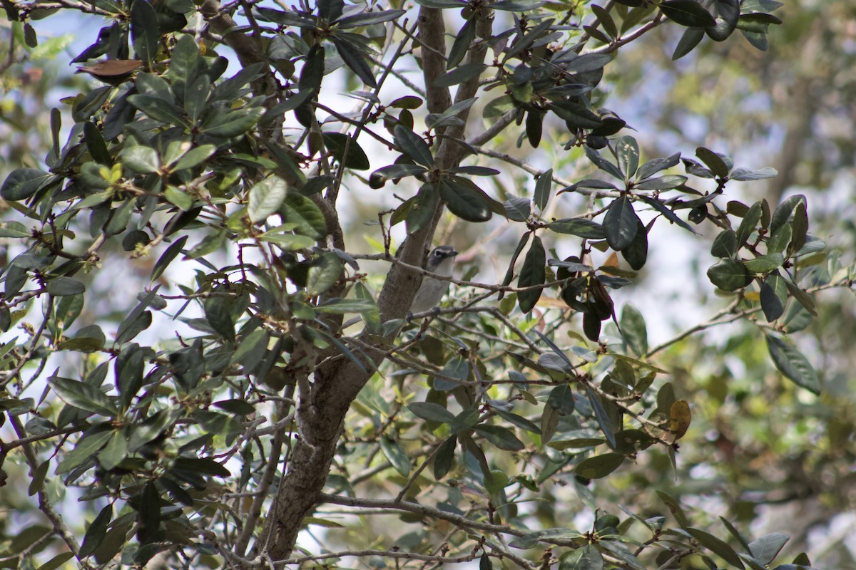 Blue-headed Vireo - ML647272486