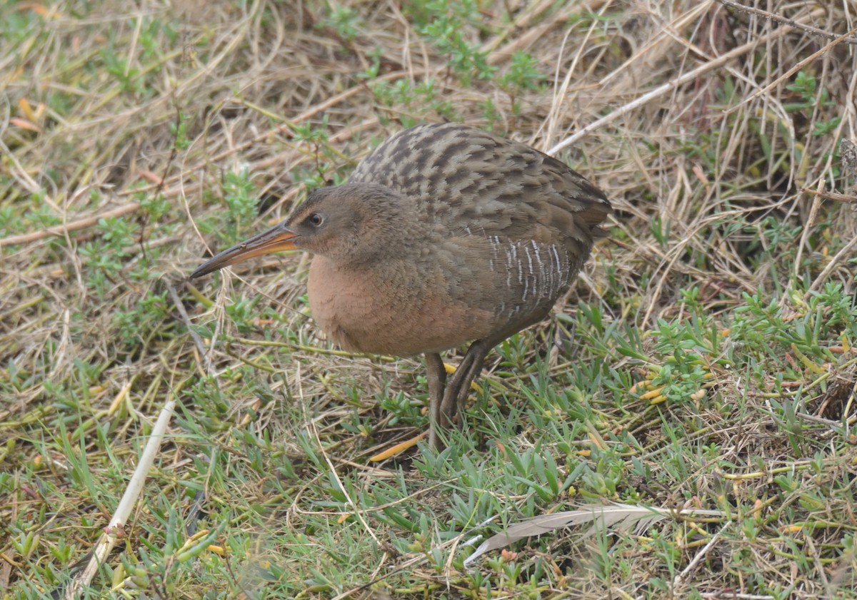 Ridgway's Rail - ML647272488