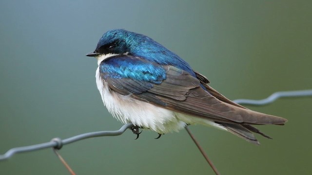 Білозорка річкова - ML647272489