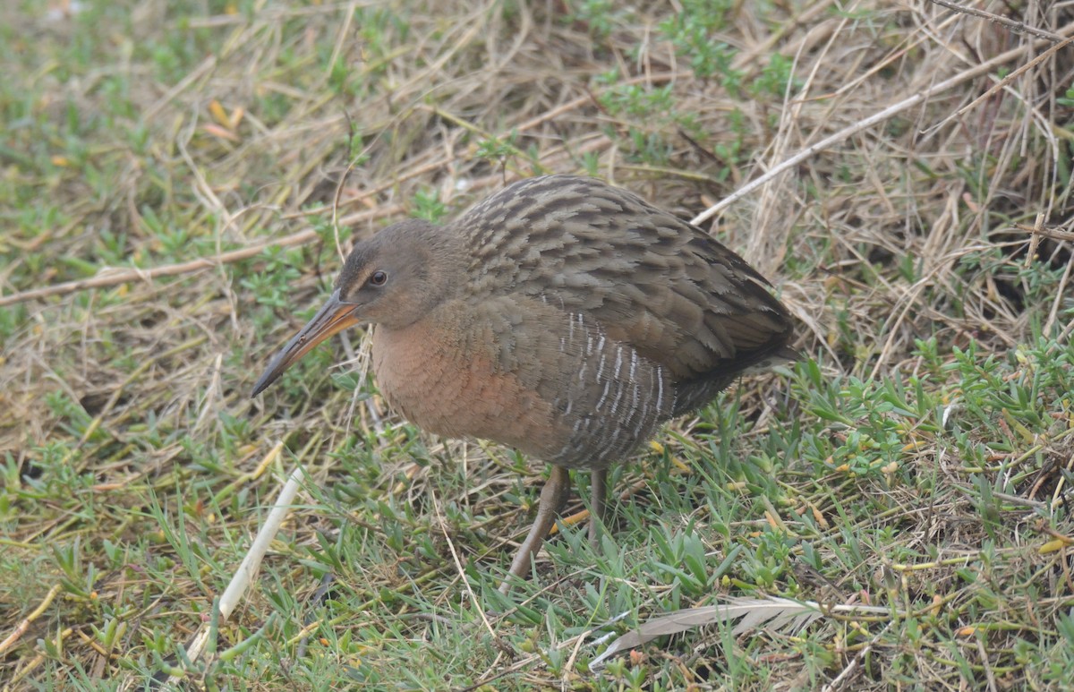 Ridgway's Rail - ML647272493