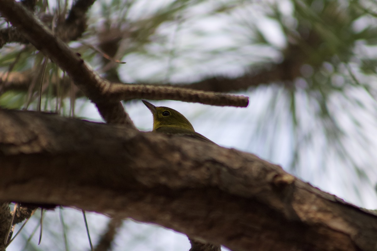 Kiefernwaldsänger - ML647272497