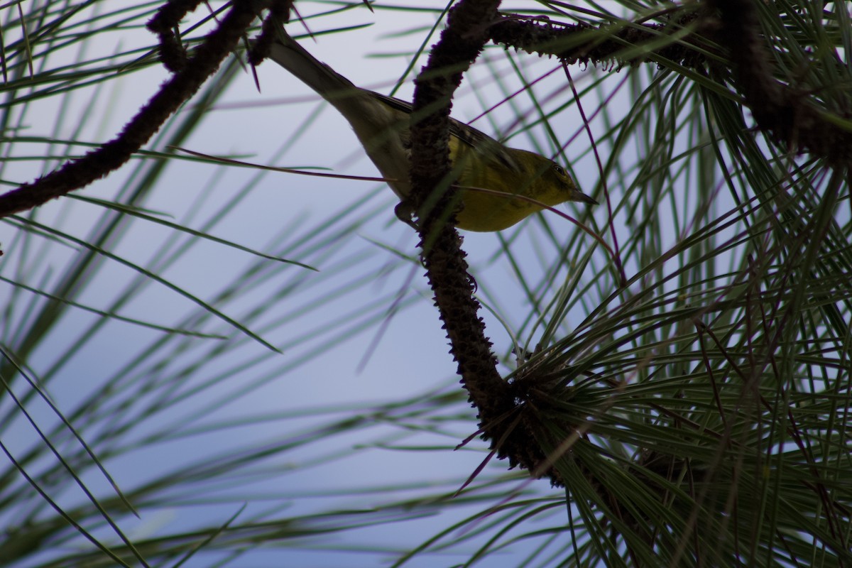 Kiefernwaldsänger - ML647272498