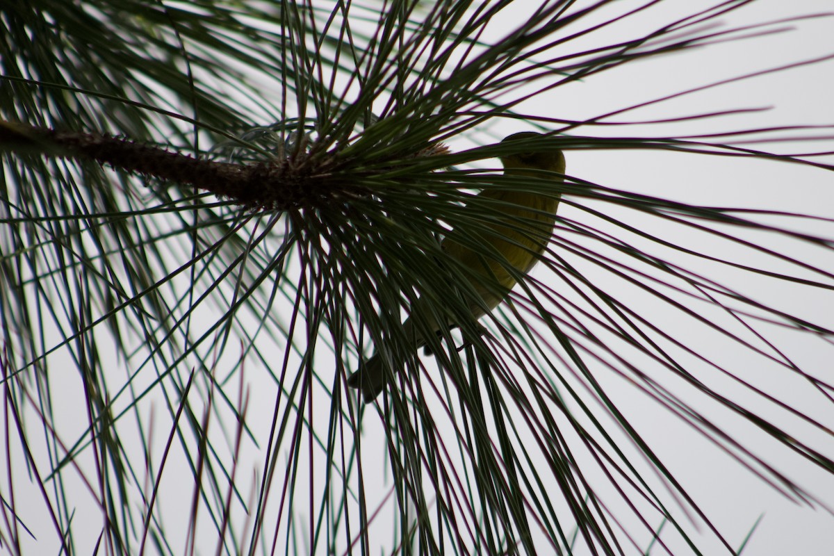 Kiefernwaldsänger - ML647272499