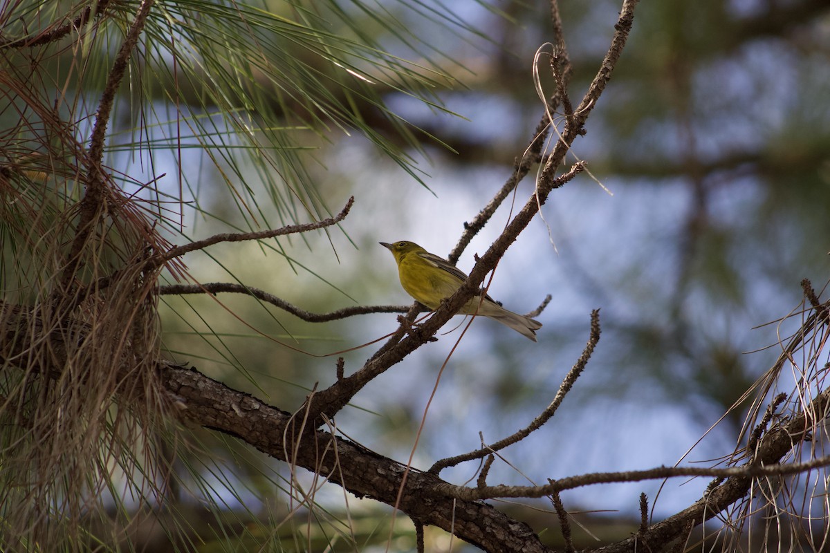 Kiefernwaldsänger - ML647272500