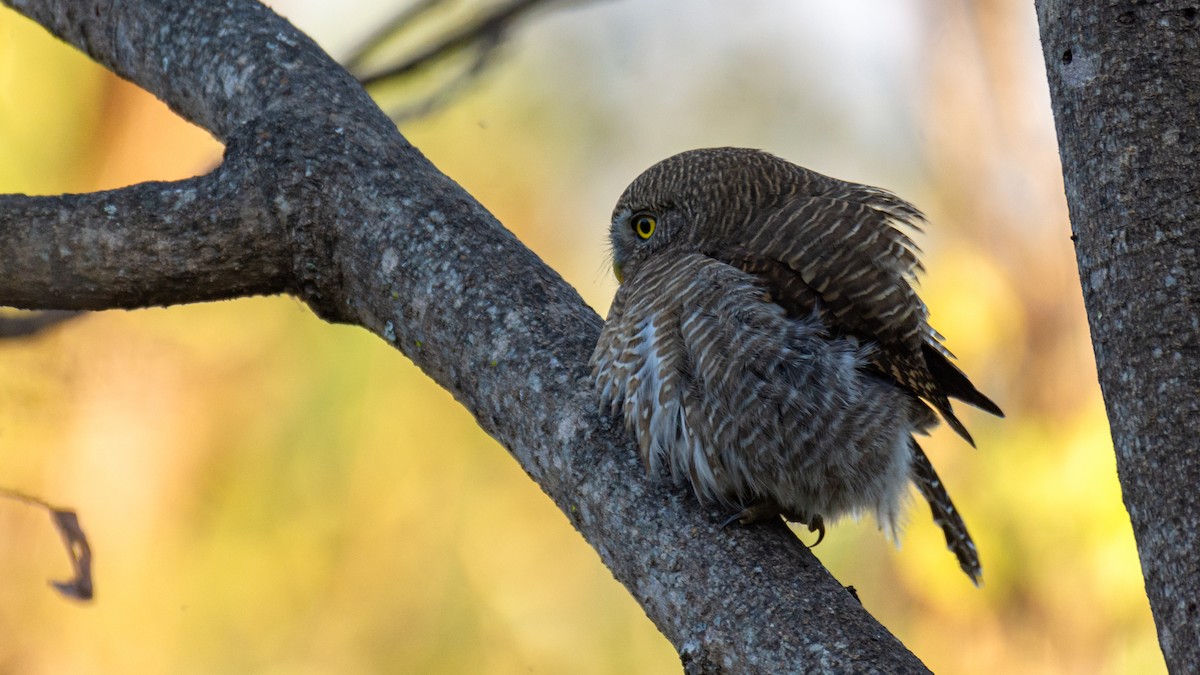 Asian Barred Owlet - ML647272505