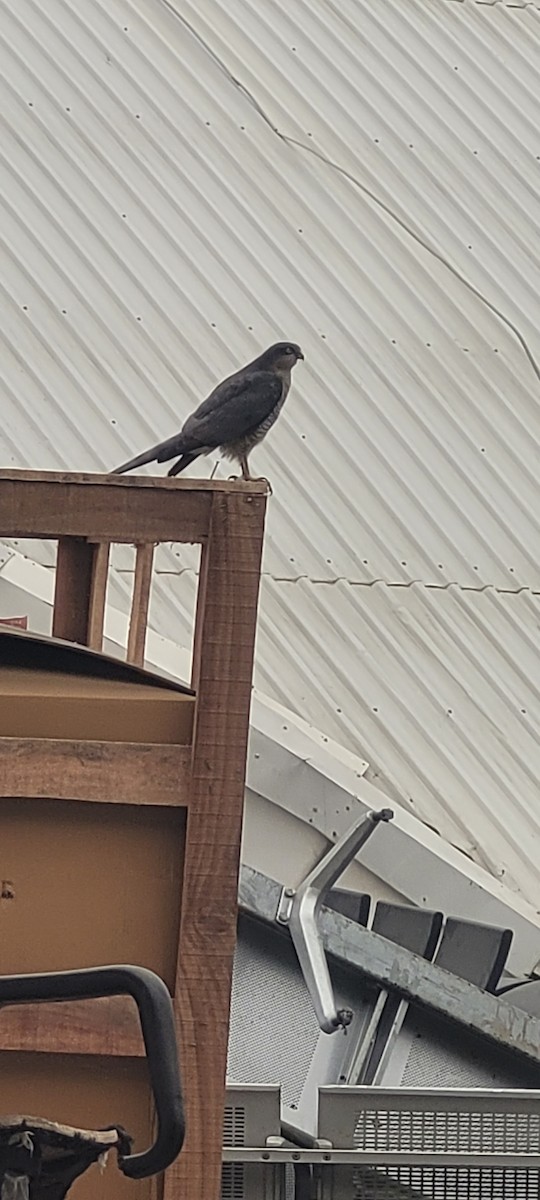 נץ מצוי - ML647272506