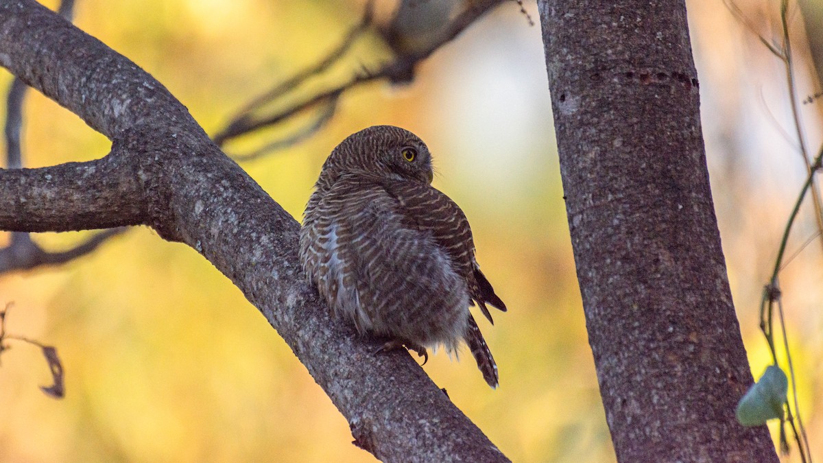 Asian Barred Owlet - ML647272509