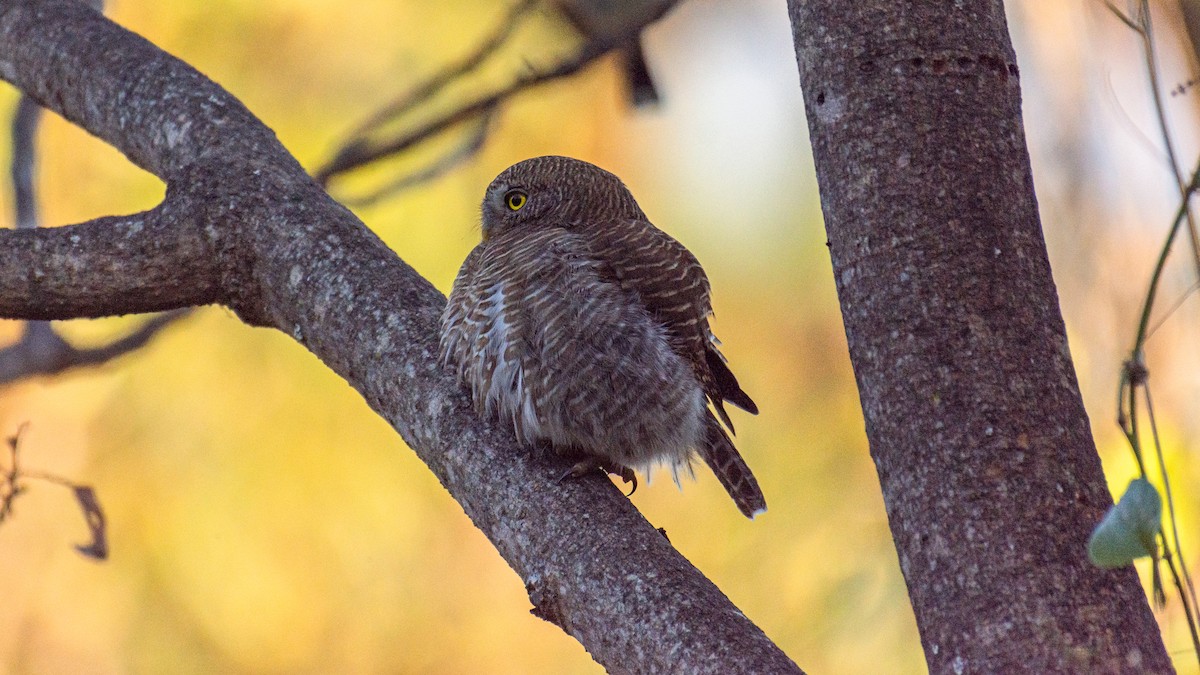 Asian Barred Owlet - ML647272510