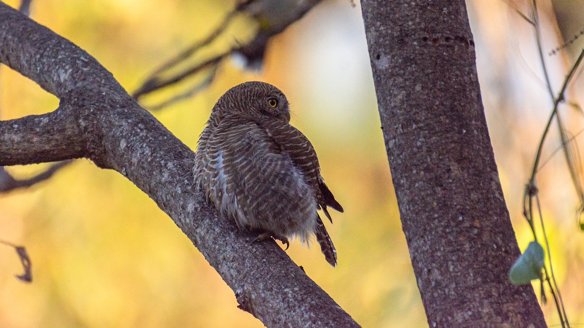 Asian Barred Owlet - ML647272511