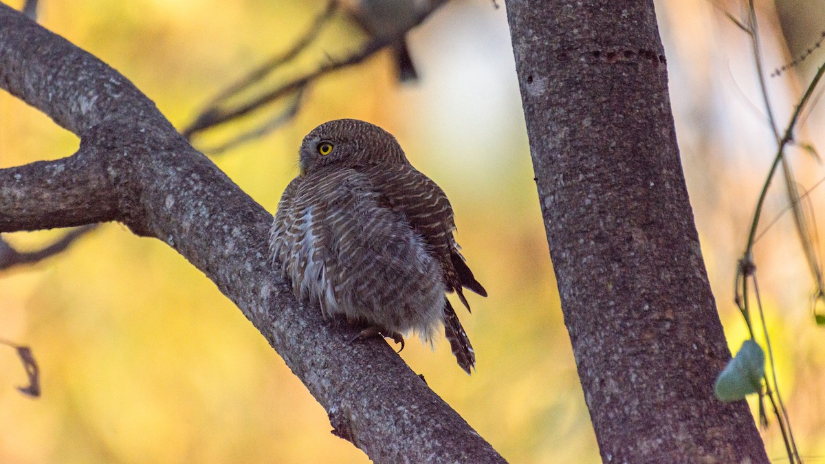 Asian Barred Owlet - ML647272512