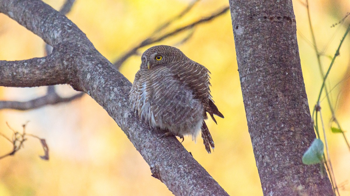 Asian Barred Owlet - ML647272514