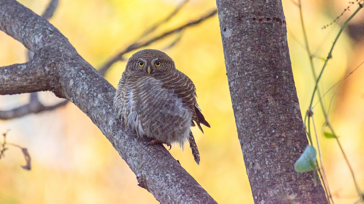 Asian Barred Owlet - ML647272515