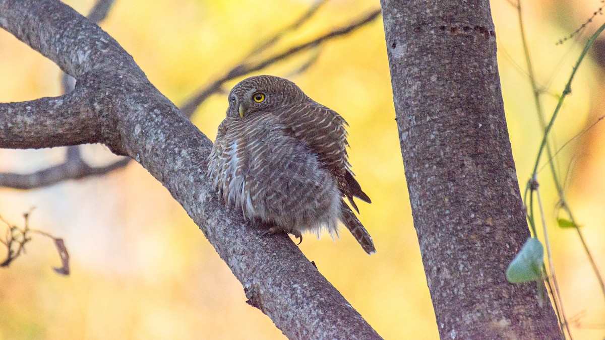 Asian Barred Owlet - ML647272517
