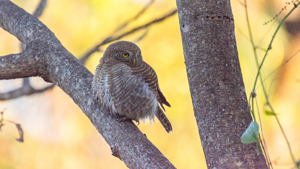 Asian Barred Owlet - ML647272518