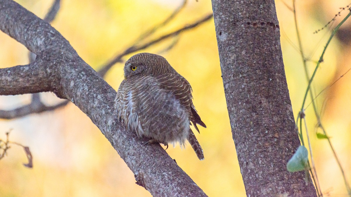 Asian Barred Owlet - ML647272519