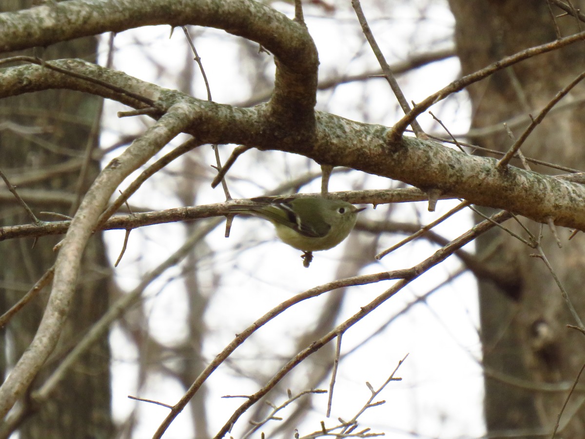 Ruby-crowned Kinglet - ML647272528