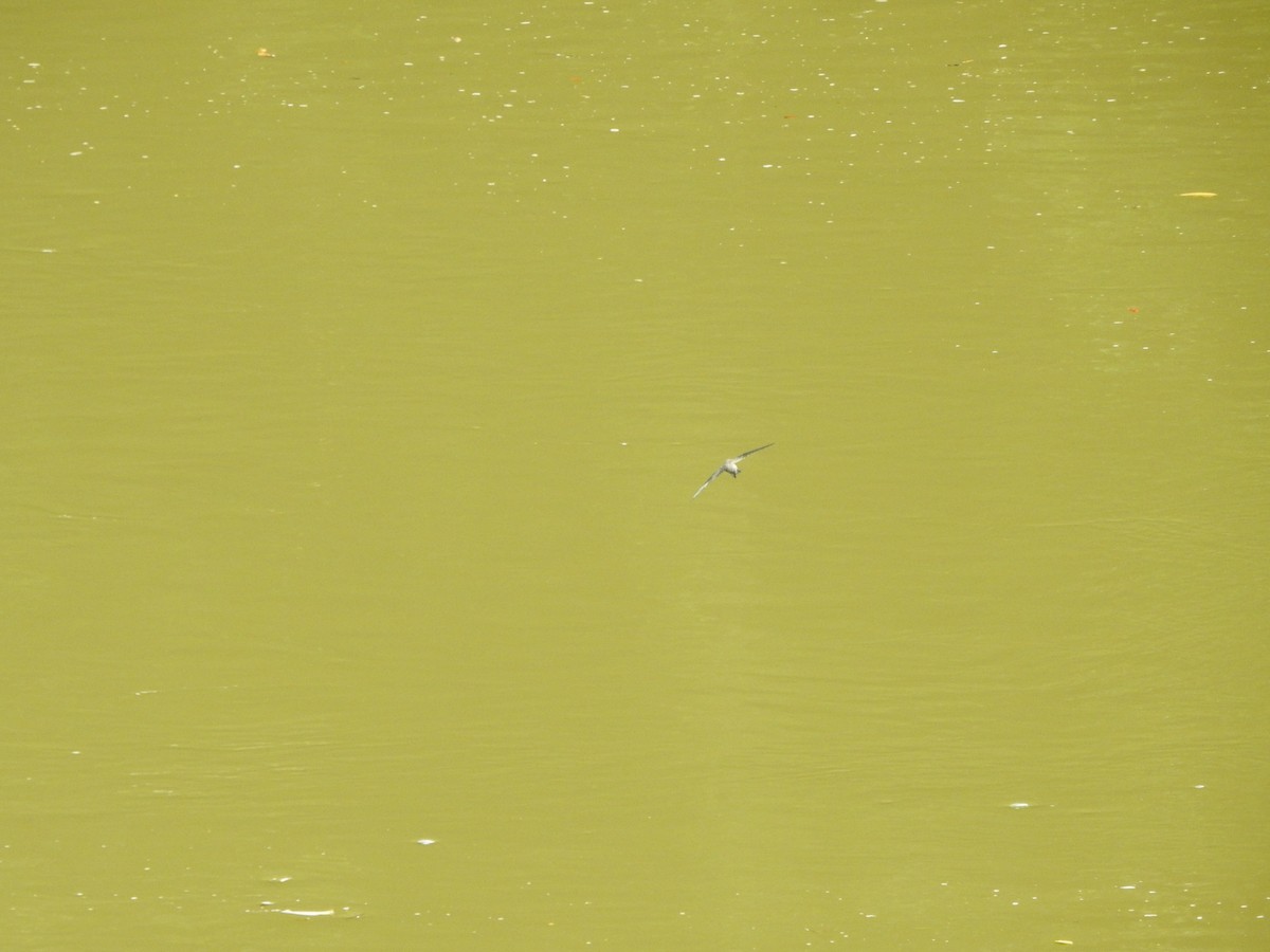 Asian Palm Swift - ML647272533