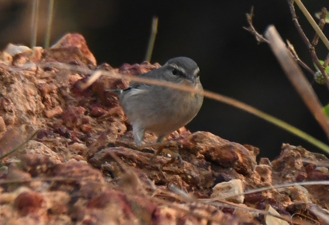 Dusky Warbler - ML647272536