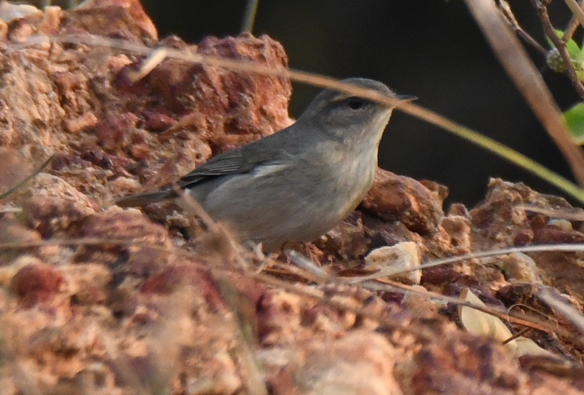 Dusky Warbler - ML647272541