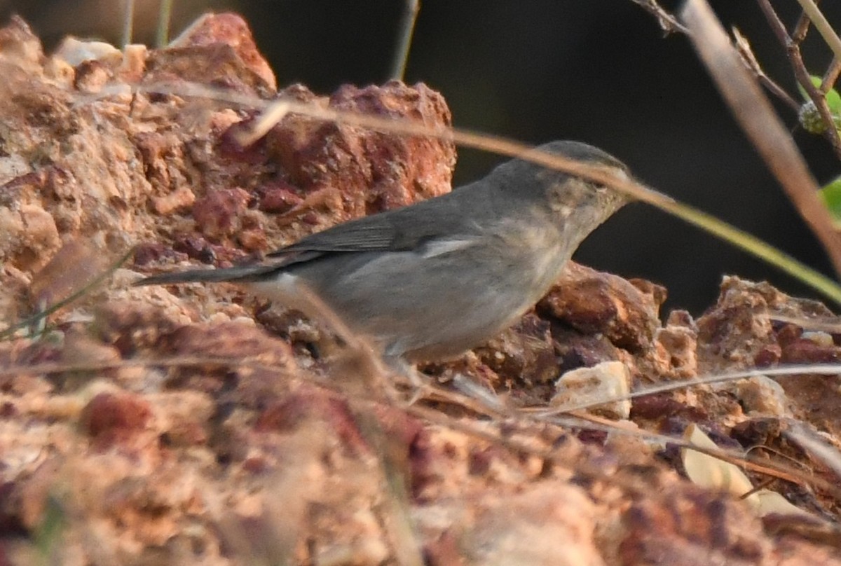 Dusky Warbler - ML647272542
