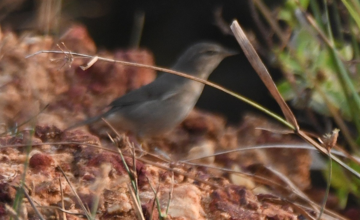 Dusky Warbler - ML647272545