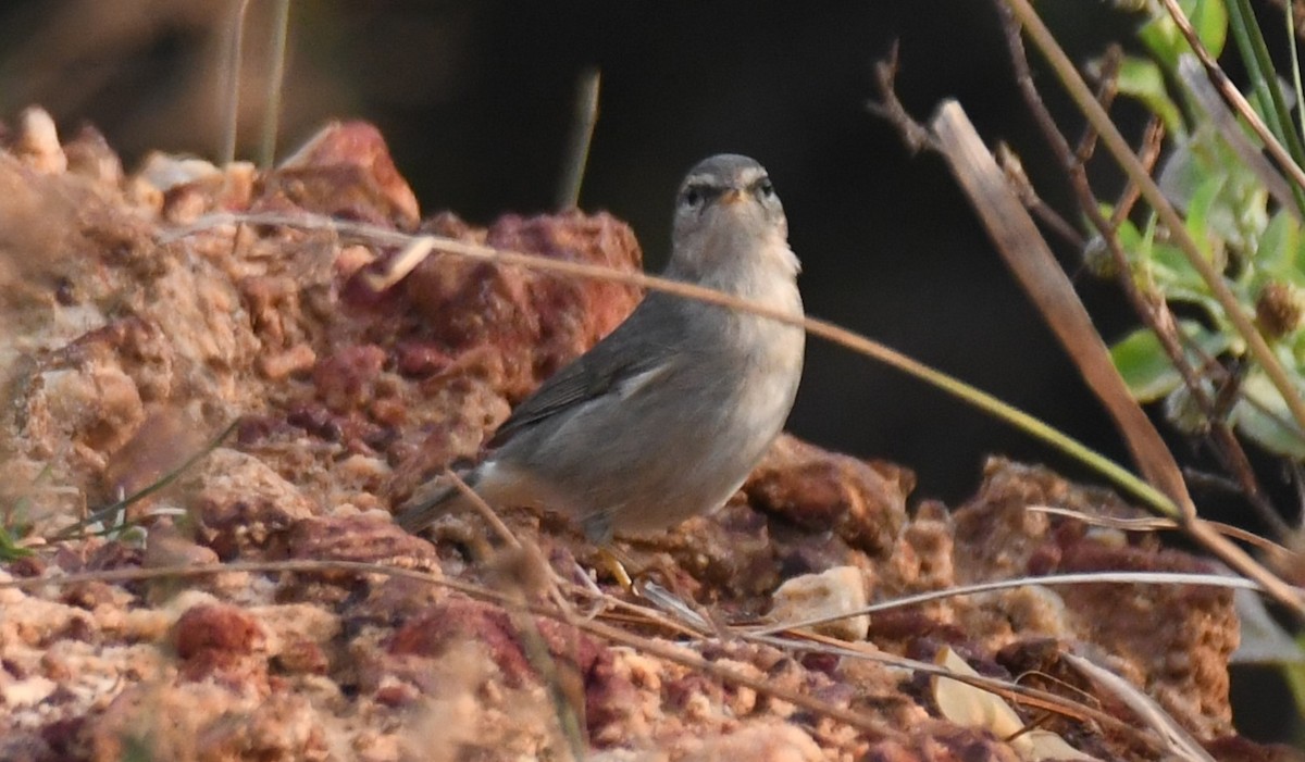 Dusky Warbler - ML647272553