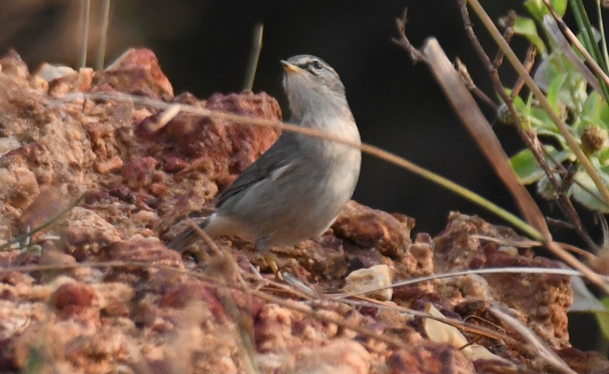 Dusky Warbler - ML647272554