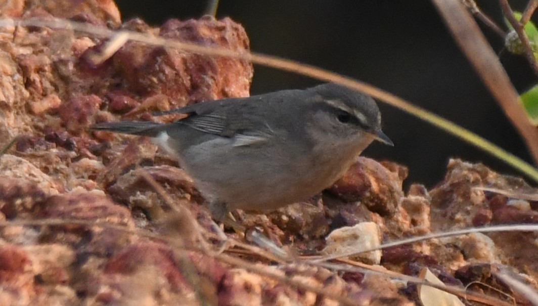 Dusky Warbler - ML647272557